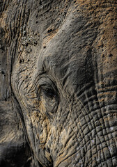 elephant skin texture - obrazy, fototapety, plakaty