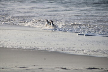 Gentoo penguins leaving the surf