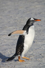 Gentoo penguin walking on the beach    