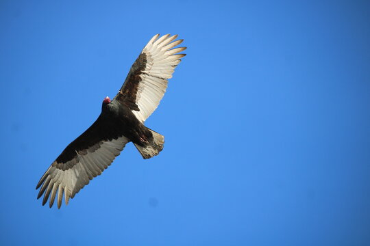 Black Turkey Vulture in a blue sky