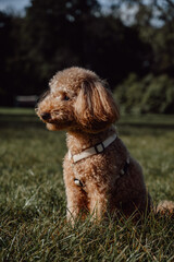 Vertical portrait of adorable toy poodle sitting on the grass