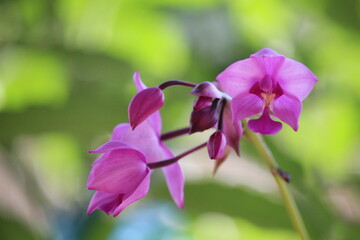 Spathoglottis plicata or purple soil Orchid flower with blurry background