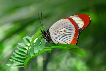 Poster Im Rahmen Macro shots, Beautiful nature scene. Closeup beautiful butterfly sitting on the flower in a summer garden. © blackdiamond67
