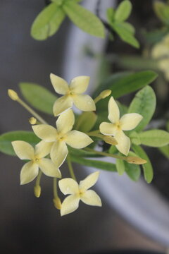 yellow saraca asoca ixora flower in bloom wih bluur background