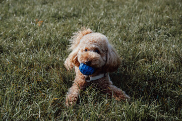 Copy space banner with cute toy poodle playing with rubber ball in the grass. Training and spend...