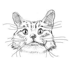 Cat head.Attentive cute cat.Ink drawing.