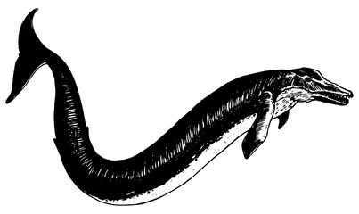 Basilosaurus - vector illustration of extinct animal © Renee