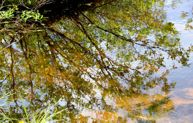 leaves against the sky