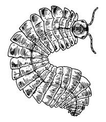 Arthropleura - vector illustration of extinct animal © Renee
