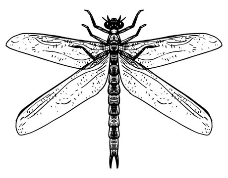 Meganeura - vector illustration of extinct animal