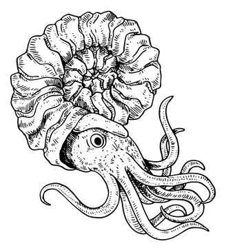 Ammonite - vector illustration of extinct animal
