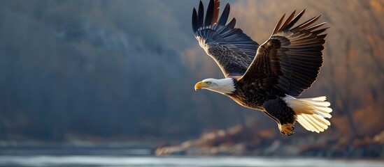 Bald Eagle soaring above the Susquehanna.