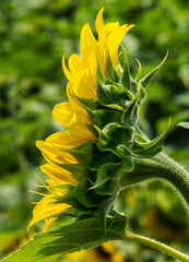 close up side view of sunflower