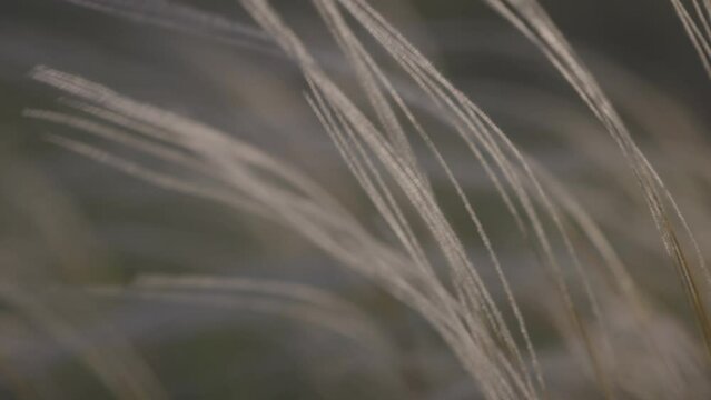 Feather grass - Lat. Stipa, in the spring steppe. Soft dreamy white grass feather swaying in wind with warm summer sun light, summer background. Slow motion 120fps, 10bit, ungraded C-LOG video.