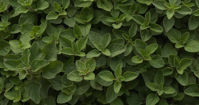 Top view of Greek Oregano rotatink in a circle. Abstract plant texture. 