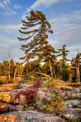 large wind blown pine trees on rocks Killarney Ontario Canada
