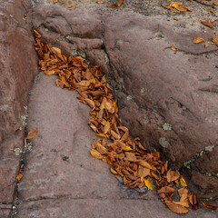 dead leaves between rocks