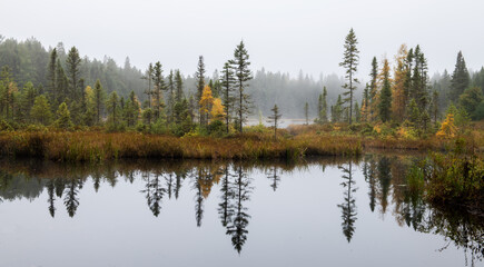tamarack trees in marsh with reflections Algonquin Park Ontario Canada