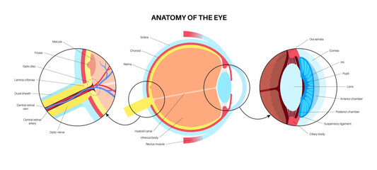 Eye anatomy poster - obrazy, fototapety, plakaty