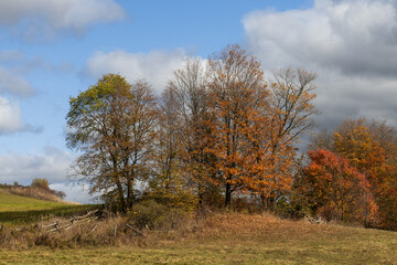 farm fields with fence and Maple trees in autumn colour