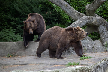 A family of Kamchatka brown bears (Ursus arctos beringianus) on a walk