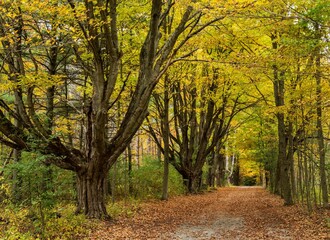  road with large old Maple trees in fall colour