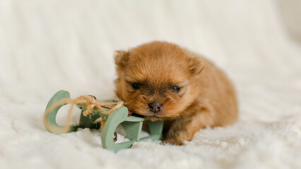 Pomeranian spitz dog puppy breed sits on a sofa in an apartment setting, welcome sweet home, comfort, pet, puppy. Dog breeding