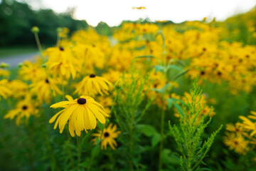 Yellow Black Eyed Susan Wildflowers Growing in a Prairie in the Midwest