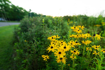 Yellow Black Eyed Susan Wildflowers Growing in a Prairie in the Midwest