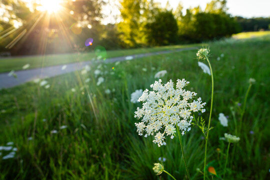 White Queens Annes Lace Wildflower in Summer 