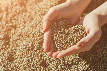 Hemp seeds in the hands of a farmer, abstract heart shape. Backdrop with selective focus and copy space
