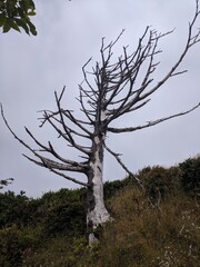 dead tree in winter