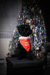 Little black puppy with a tie Santa Claus helper