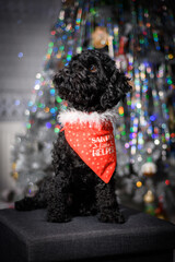 Little black puppy with a tie Santa Claus helper