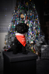 Little black puppy with a tie Santa Claus helper