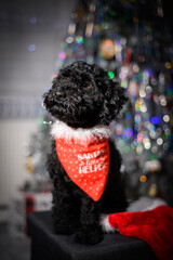 Little black puppy with a tie