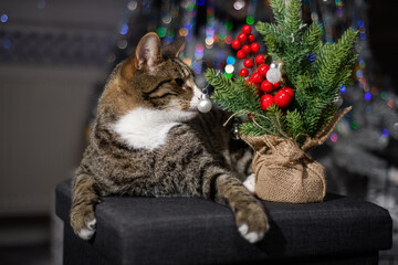 A wonderful cat is having a great Christmas