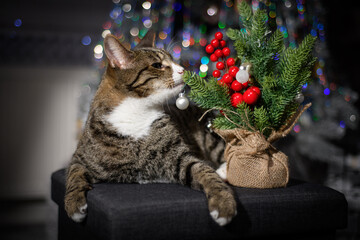 A wonderful cat is having a great Christmas