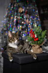 A wonderful cat is having a great Christmas
