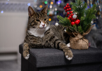 A wonderful cat is having a great Christmas