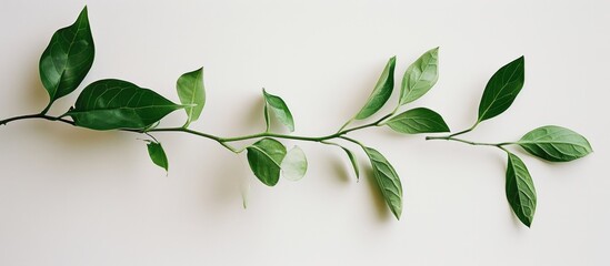 Obraz na płótnie Canvas Lone leafy branch on white backdrop.