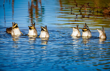 Several mallard ducks dive for food at the same time in a lake near Phoenix Arizona - 697426335