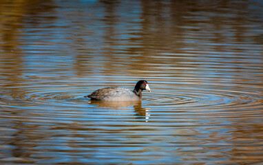 An American Coot floats on a lake near Phoenix Arizona