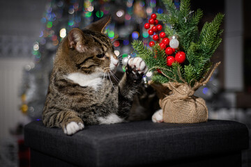 A wonderful cat is having a great Christmas