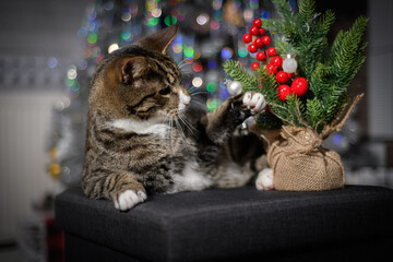 A wonderful cat is having a great Christmas