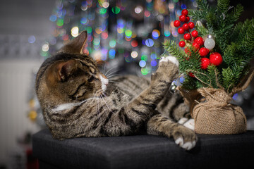A wonderful cat is having a great Christmas