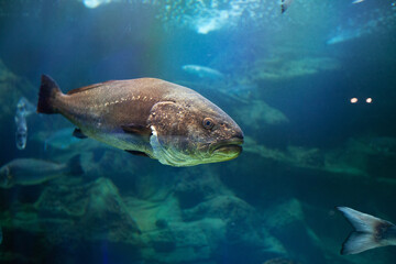 Exotic fish in an aquarium
