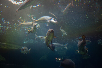 Fototapeta na wymiar Exotic fish in an aquarium