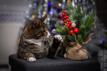 A wonderful cat is having a great Christmas