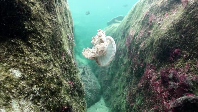 medusa invertida de tent&aacute;culos ramificados cassiopea xamachana nadando a profundidad media. 